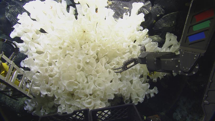 Las 30 especies inéditas de invertebrados marinos en Galápagos