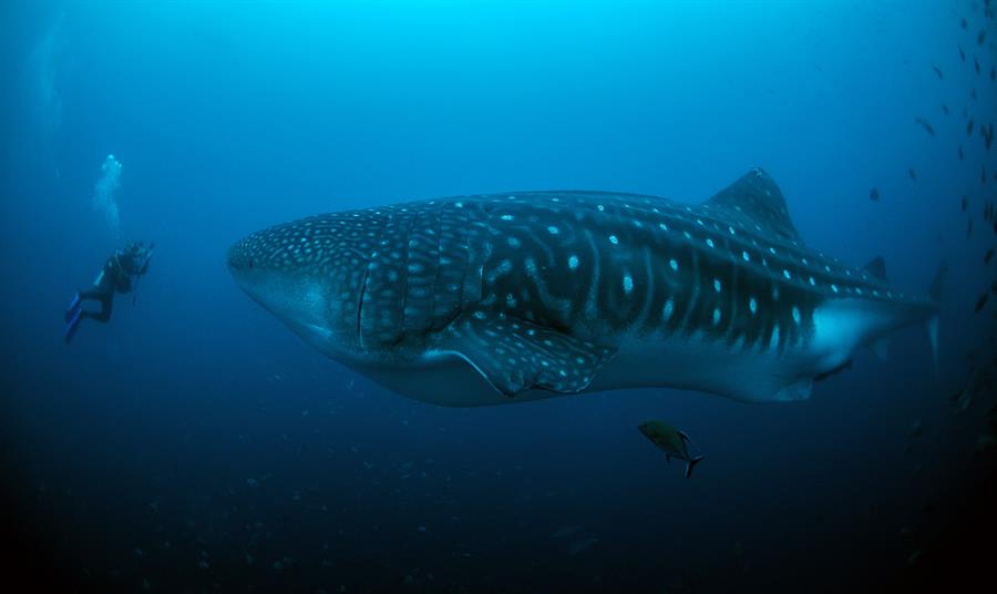Tiburón ballena regresa a Galápagos tras salir a aguas internacionales