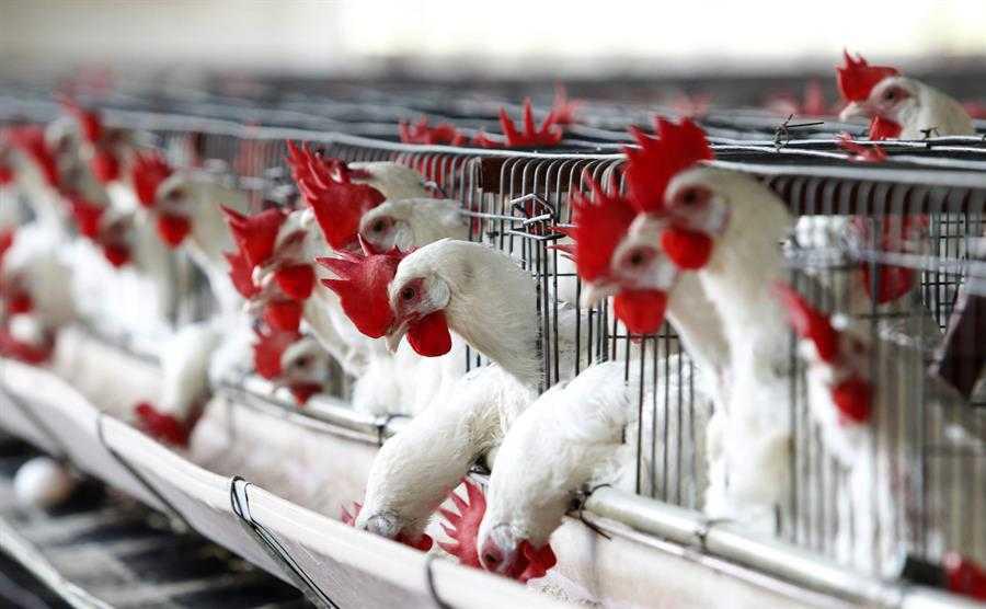 Argentina: casos de gripe aviar ponen en alerta a Paraguay