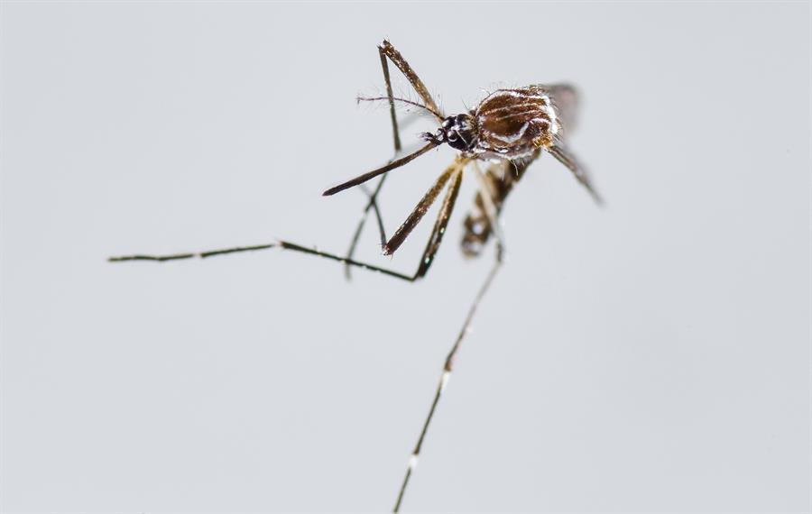 Perú amplió la emergencia sanitaria a 20 regiones por brote de dengue