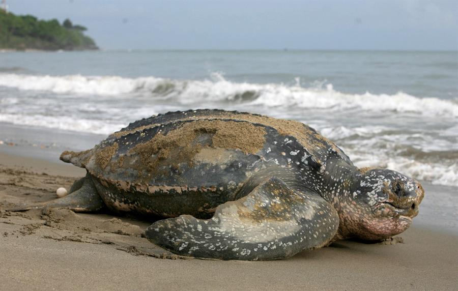 En Ecuador supervisan eclosión de 9 tortugas laúd