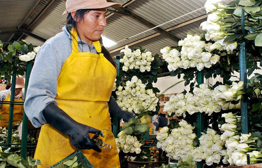 La floricultura de Ecuador, uno de los sectores más castigados por la pandemia