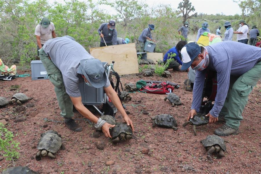 Liberan a 191 tortugas gigantes en una isla de Galápagos