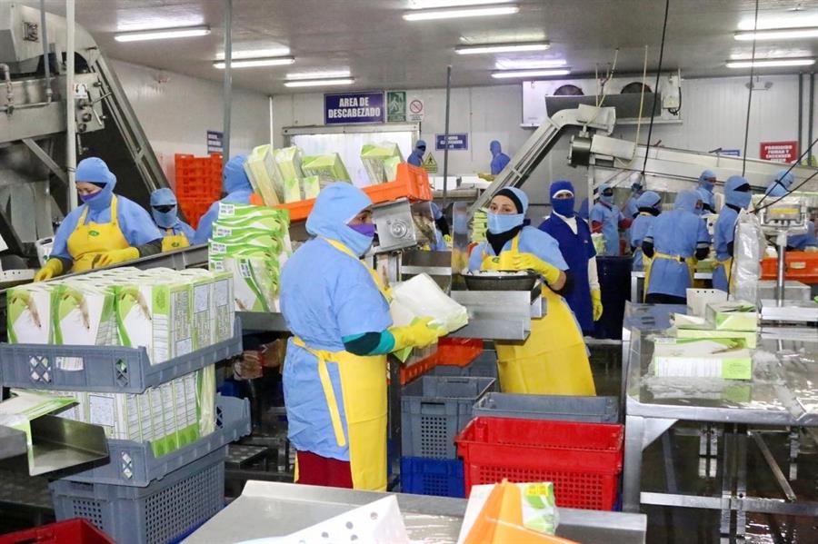 China levanta sanciones a una de tres exportadoras de camarón