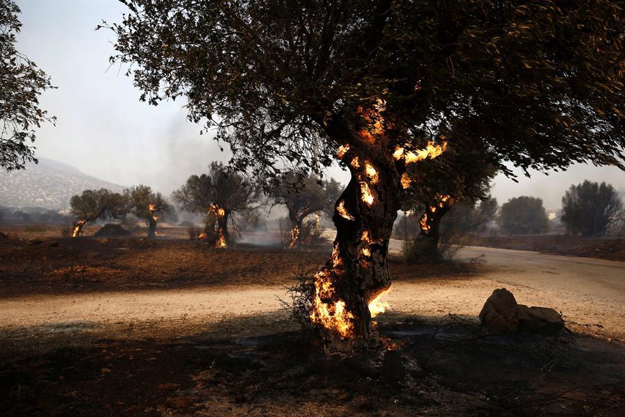 Grecia: 1 200 niños fueron evacuados de emergencia por los incendios cerca de Atenas