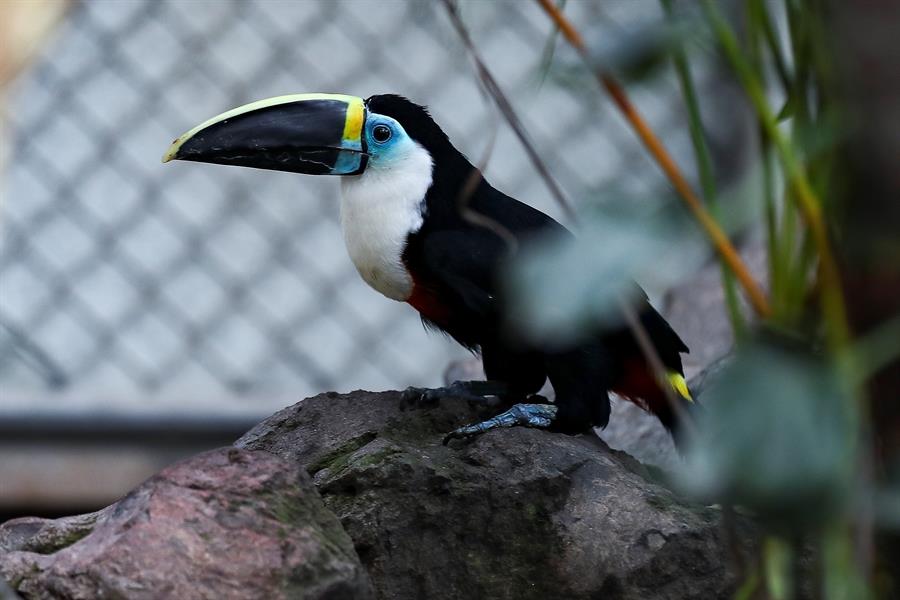 Zoológico de Quito reabre sus puertas luego de 110 días