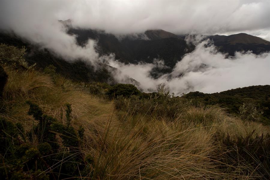Hallan osos andinos, especie en extinción, cerca de Píllaro
