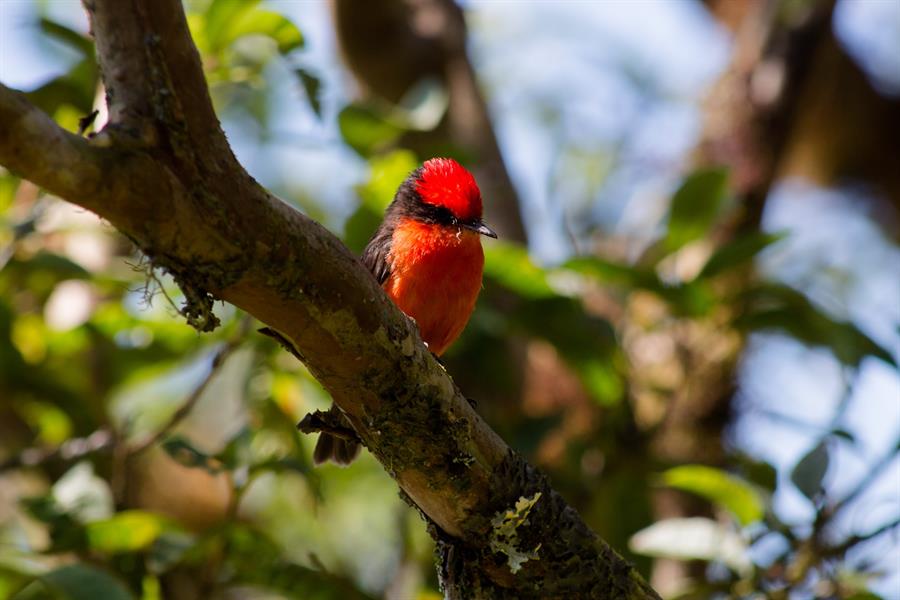 Buscan descendientes de ave que llegó a Galápagos hace casi un millón de años