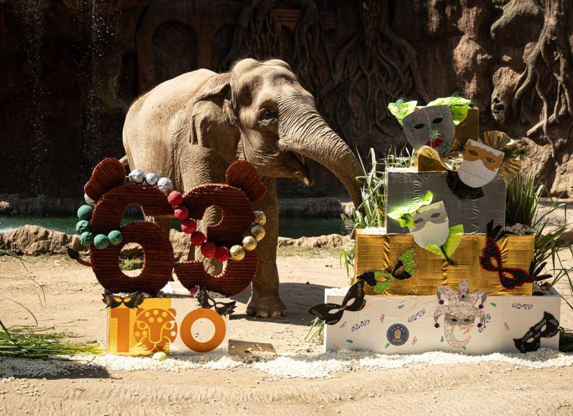 La elefanta Trompita celebró sus 63 años en el zoológico de Guatemala