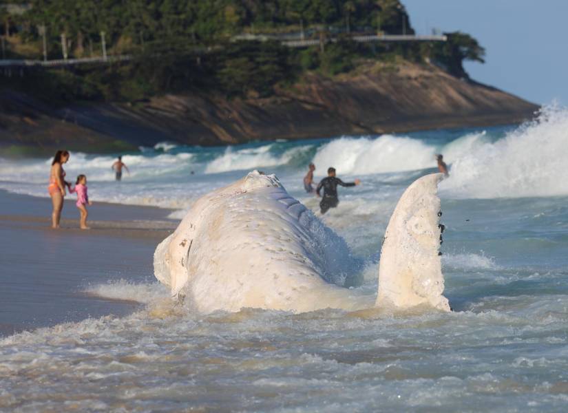 Fotografía de una ballena jorobada muerta este lunes, en la playa de São Conrado en Rio de Janeiro.