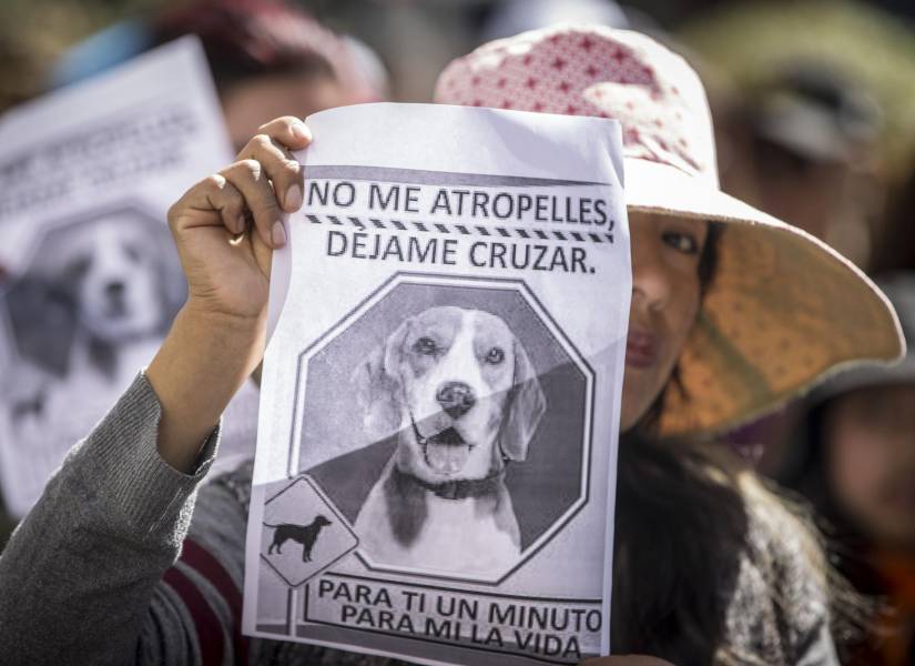 Animalistas marchan este domingo para pedir que se endurezcan las sanciones