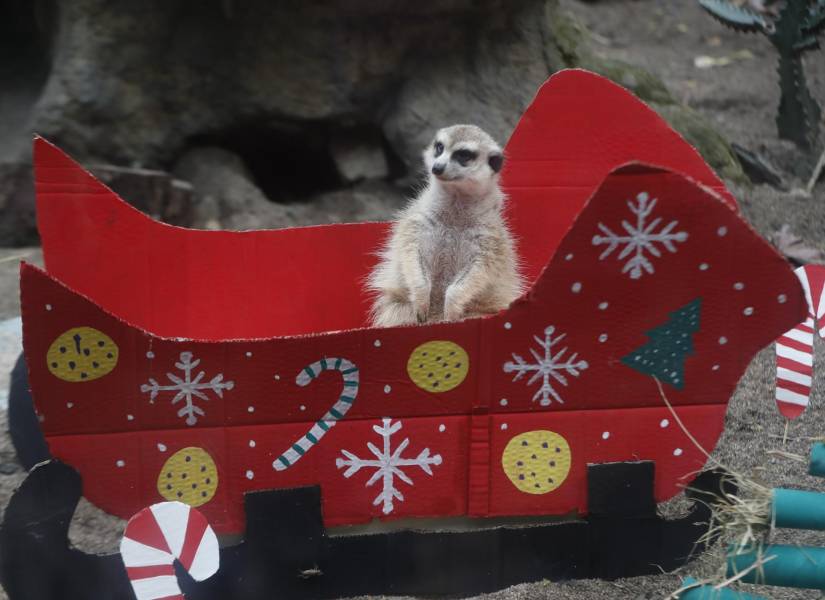 Una suricata busca comida en medio de un trineo navideño, el 22 de diciembre en el zoológico de Cali (Colombia).