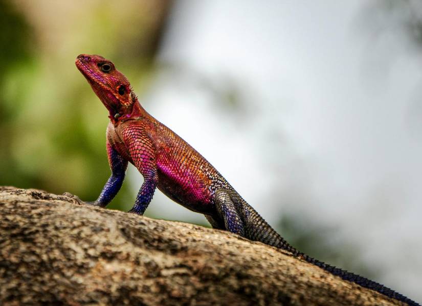 El lagarto versión Spider-Man de la vida real