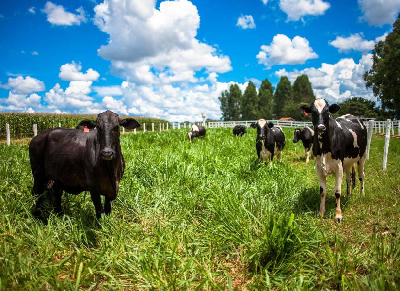 Brasil, mayor productor y exportador mundial de carnes, pretende impulsar prácticas sostenibles en ganadería a partir de los datos obtenidos con una herramienta recién lanzada. EFE/ Marcelo Sayão ARCHIVO