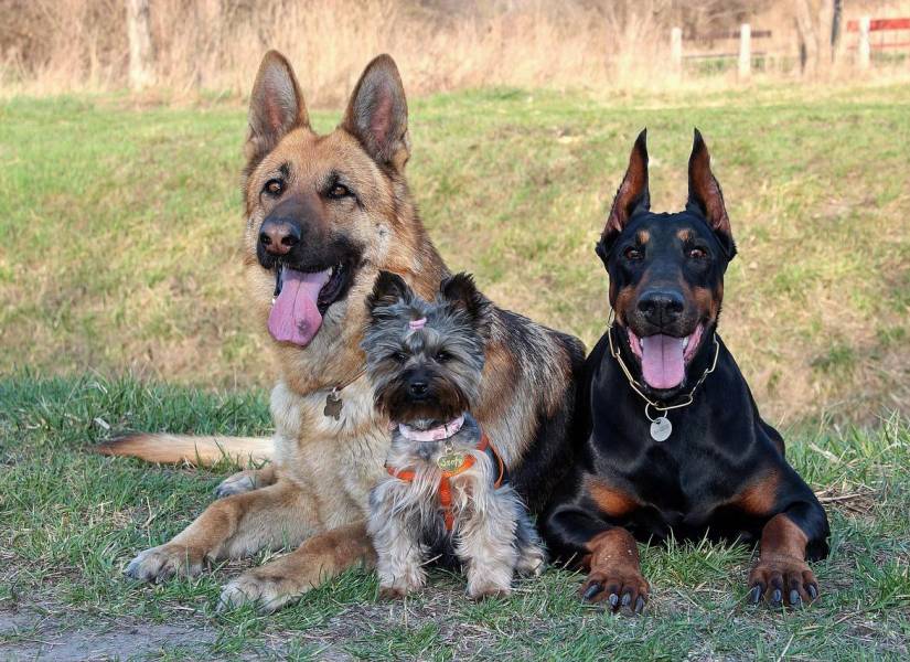 Perros de distintas razas y tamaños socializan con un entrenamiento adecuado.