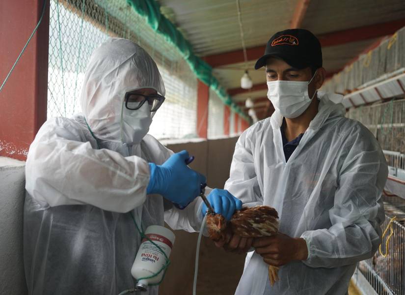 Fotografía cedida por el Ministerio de Agricultura que muestra la vacunación de una ave.