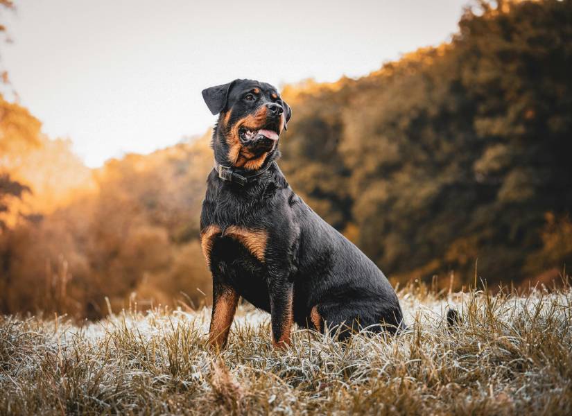 El Rottweiler es una raza ideal para proteger tu hogar