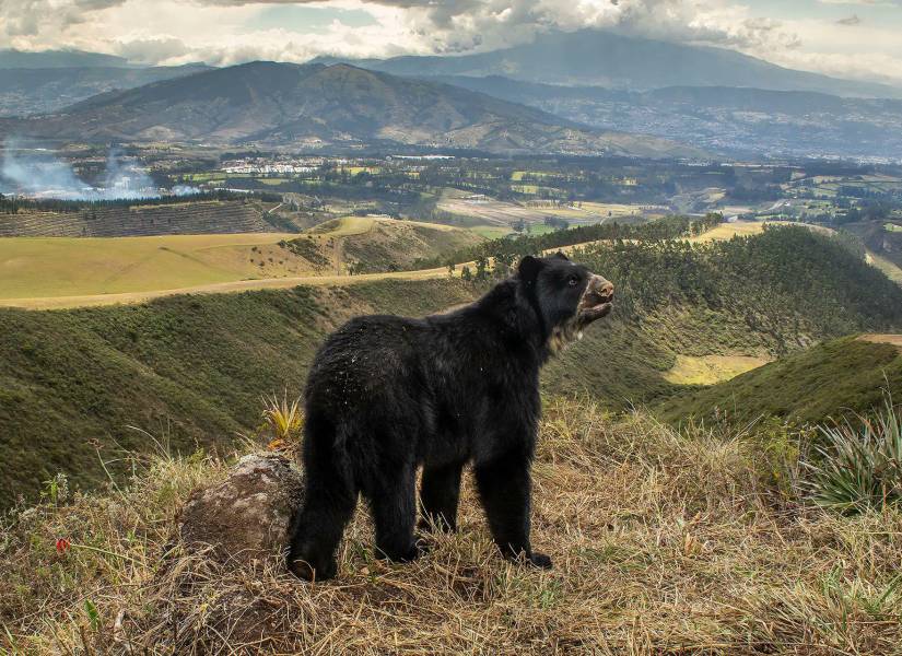 Ecuatoriano es reconocido por un museo de Londres por impresionante fotografía
