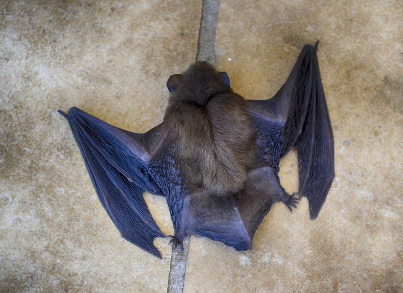 En Ecuador existen 171 especies de murciélagos.