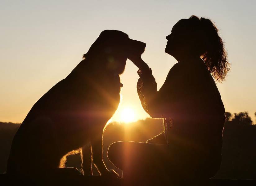 Los beneficios de acariciar a los perros para tu salud