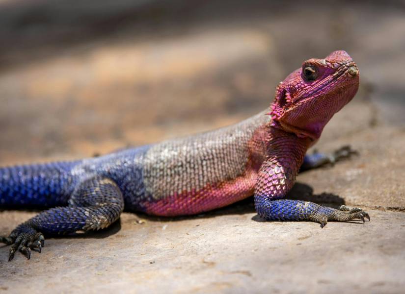 El lagarto versión Spider-Man de la vida real