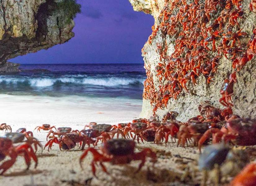 La migración de los cangrejos rojos, hembras, para depositar sus huevos en el mar.