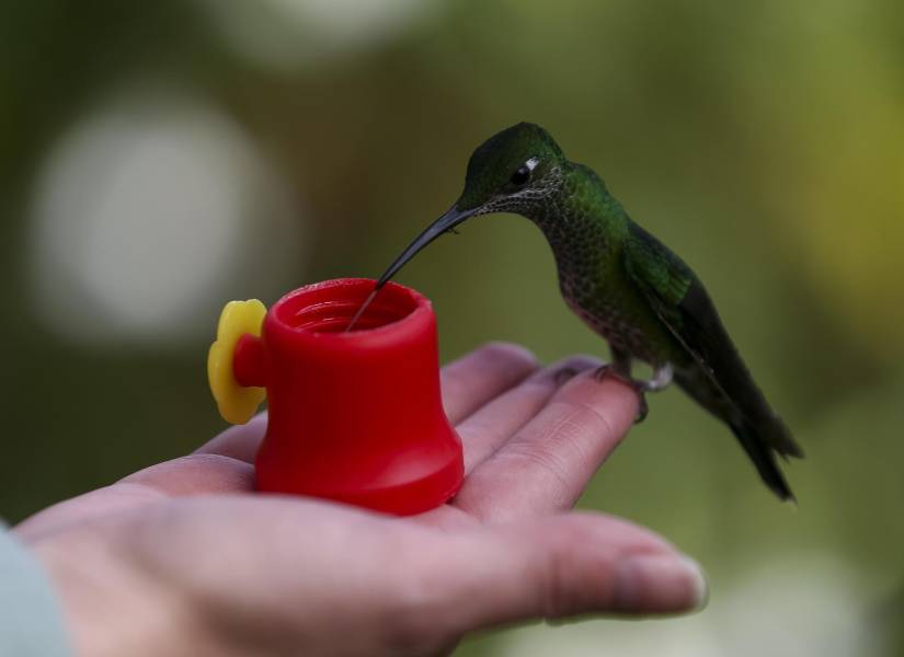 Fotografía de un colibrí el 31 de mayo de 2023, en el sector de Nanegalito.