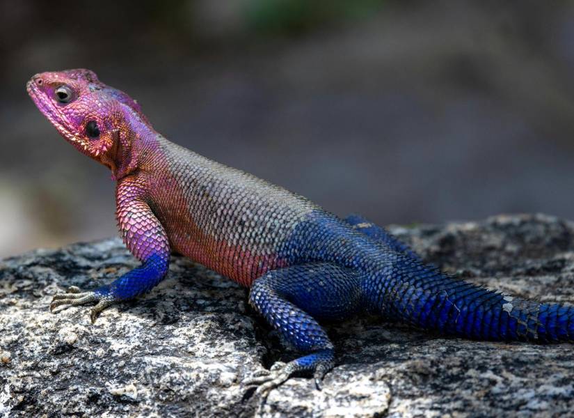 El lagarto versión Spider-Man de la vida real