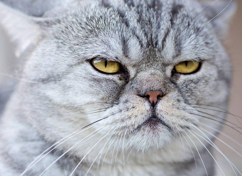 Los gatos pueden parecer indiferentes, pero en realidad son muy curiosos.