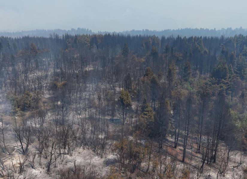 Fotografía que muestra un área afectada por los incendios el 3 de febrero de 2025 en El Bolsón, Río Negro (Argentina). EFE/Gonzalo Keogan /MÁXIMA CALIDAD DISPONIBLE