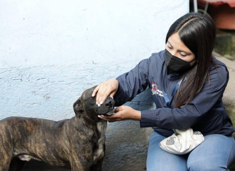 Sargento recibió atención veterinaria del personal de la UBA.