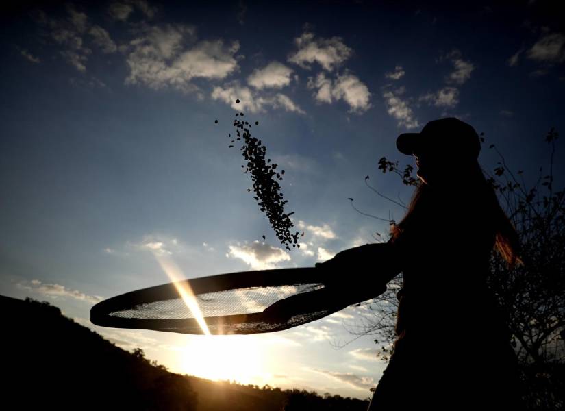 Fotografía de archivo del 23 de julio de 2018 de un agricultor en la Hacienda Recanto Machado en el estado brasileño de Minas Gerais (Brasil). EFE/ Fernando Bizerra ARCHIVO