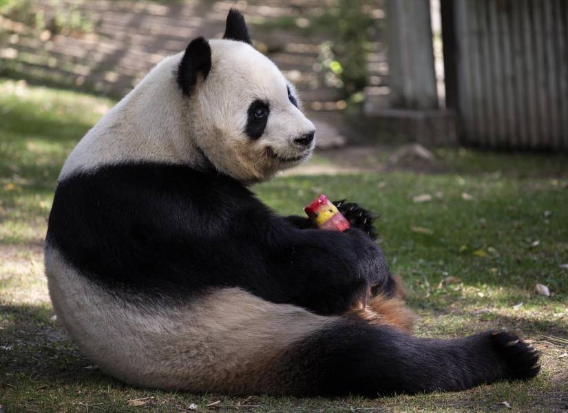El oso panda Bing Xing con un helado en el Zoo Aquarium de Madrid, a 12 de agosto de 2021, en Madrid, España.