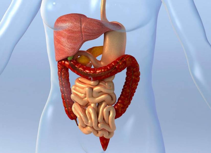 Los principales beneficios de los probióticos se enfocan en el sistema digestivo.