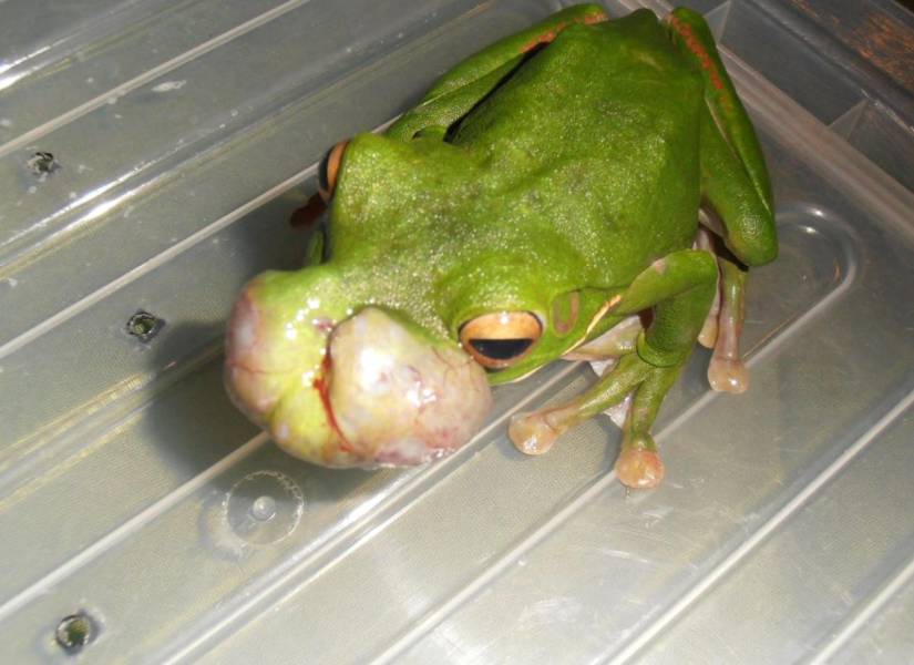 La aparición de tumores fatales en ranas arborícolas de Queensland genera preocupación entre expertos