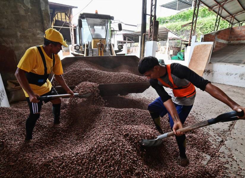 Trabajadores durante las labores de la cosecha de cacao en Ecuador.