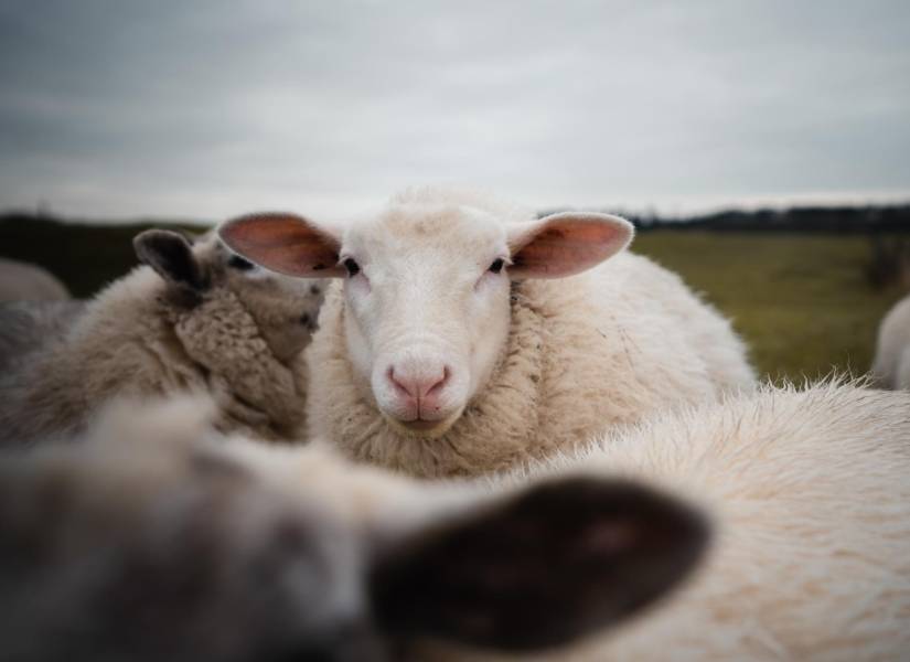 Primer plano de oveja