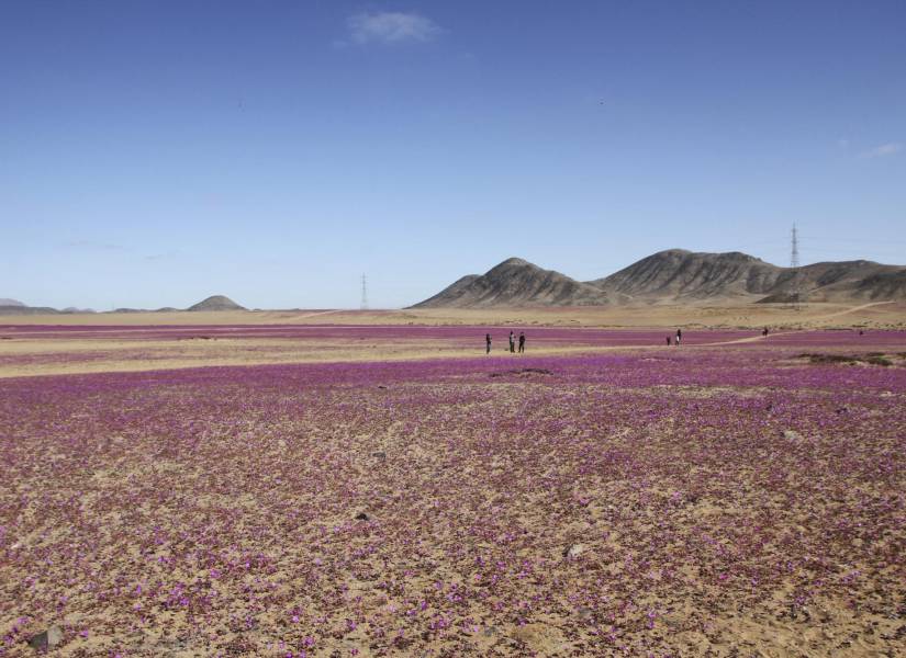 Vista del desierto de Atacama, en Chile, cubierto de flores.