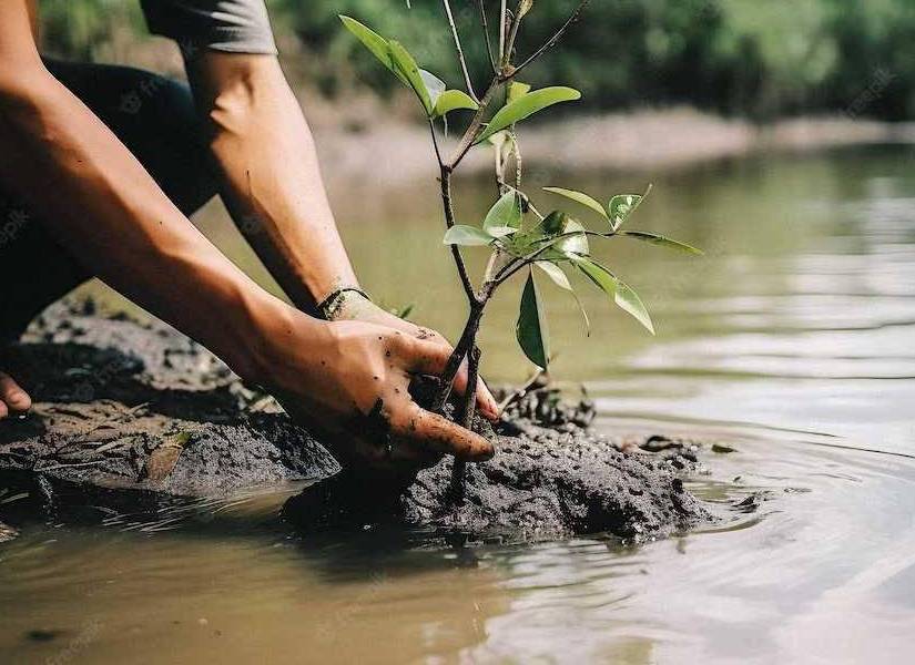 La siembra de manglares busca conseguir la reforestación del lugar.