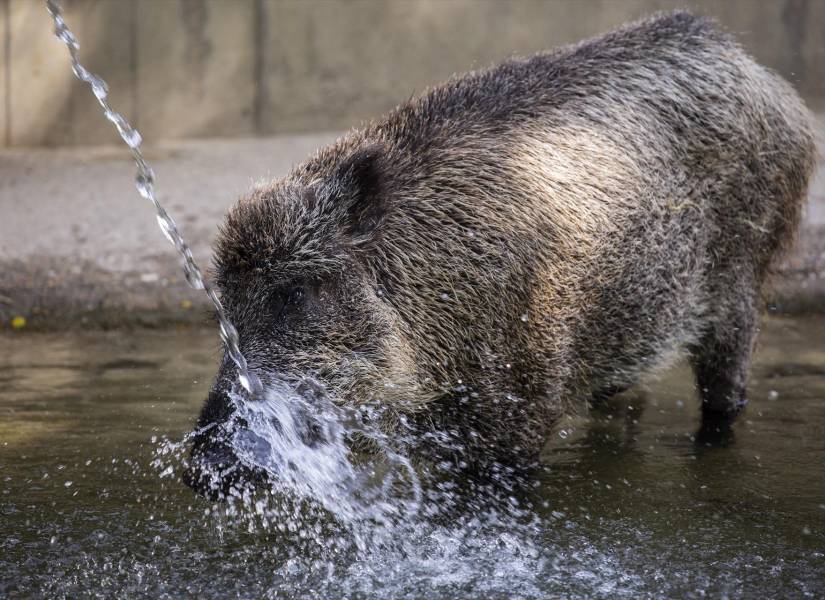 Un jabalí se refresca en una charca en el Zoo Aquarium de Madrid, a 12 de agosto de 2021, en Madrid, España.