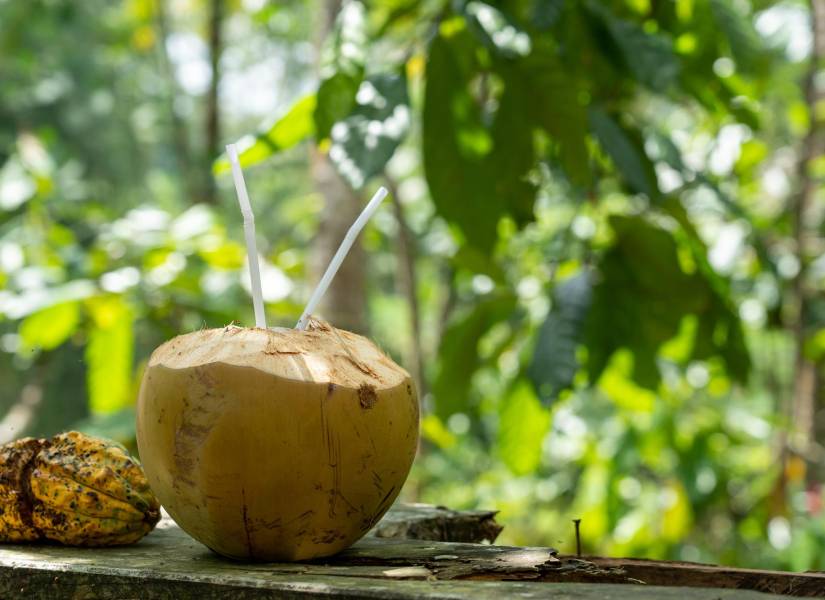 El agua de coco es ampliamente consumida en América Latina.