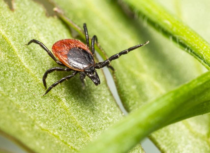 Las garrapatas son uno de los vectores de enfermedades más comunes.