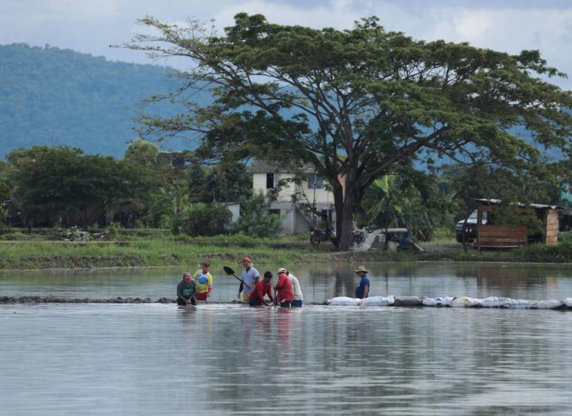 Imagen del 20 de febrero de 2024. Daule es una zona arrocera. Las lluvias han destruido cultivos.
