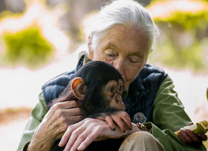 Imagen de archivo de Jane Goodal.