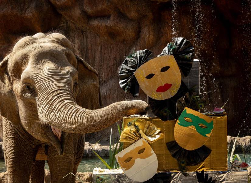 La elefanta Trompita celebró sus 63 años en el zoológico de Guatemala