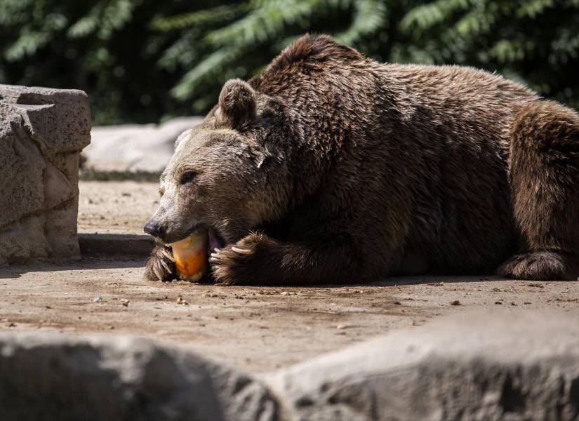 Un oso pardo comiendo en el Zoo Aquarium de Madrid, a 12 de agosto de 2021, en Madrid, España.