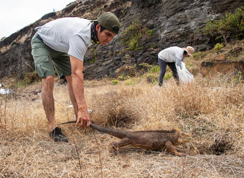 Entre agosto y octubre de 2025, se realizó la reintroducción de 1 500 iguanas terrestres.