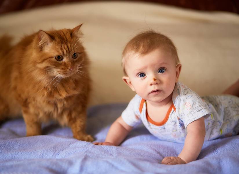 El niño pequeño y el gato yacen en la cama.