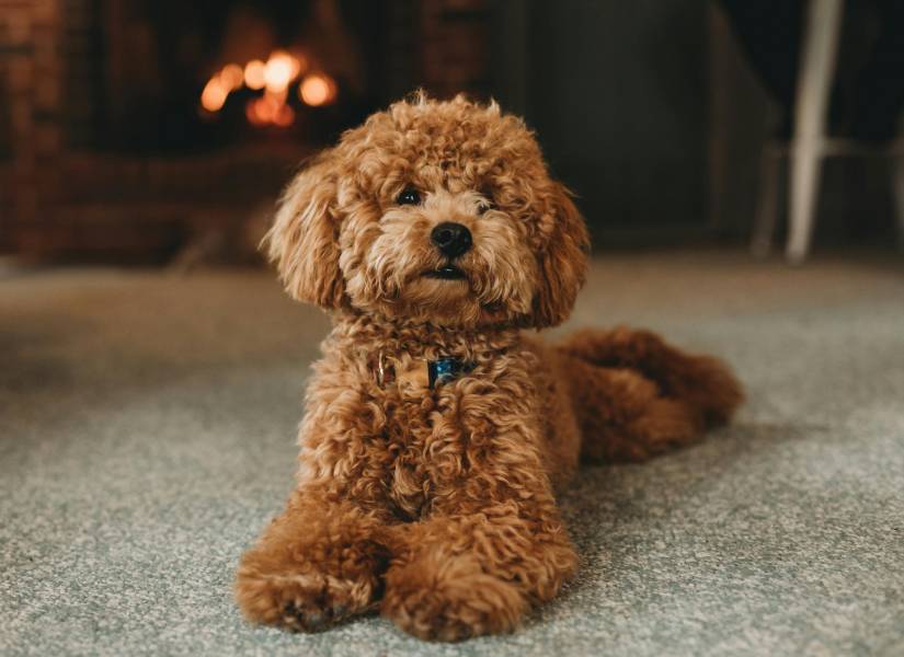 Imagen de un caniche.