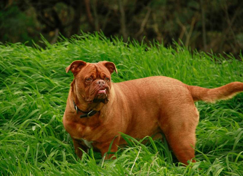El dogo de burdeos es una de las razas más leales de perros guardianes